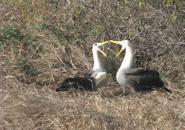 The magnificent Waved Albatross. Although it wasn’t mating season, we were fortunate enough to witness the mating dance between a couple, quite entertaining with their clicking, bobbing heads, screeching, mimicking and dancing circles around each other.